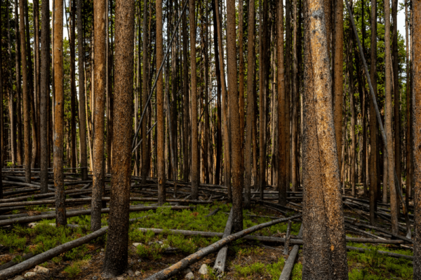 Forest of Lodgepole pines