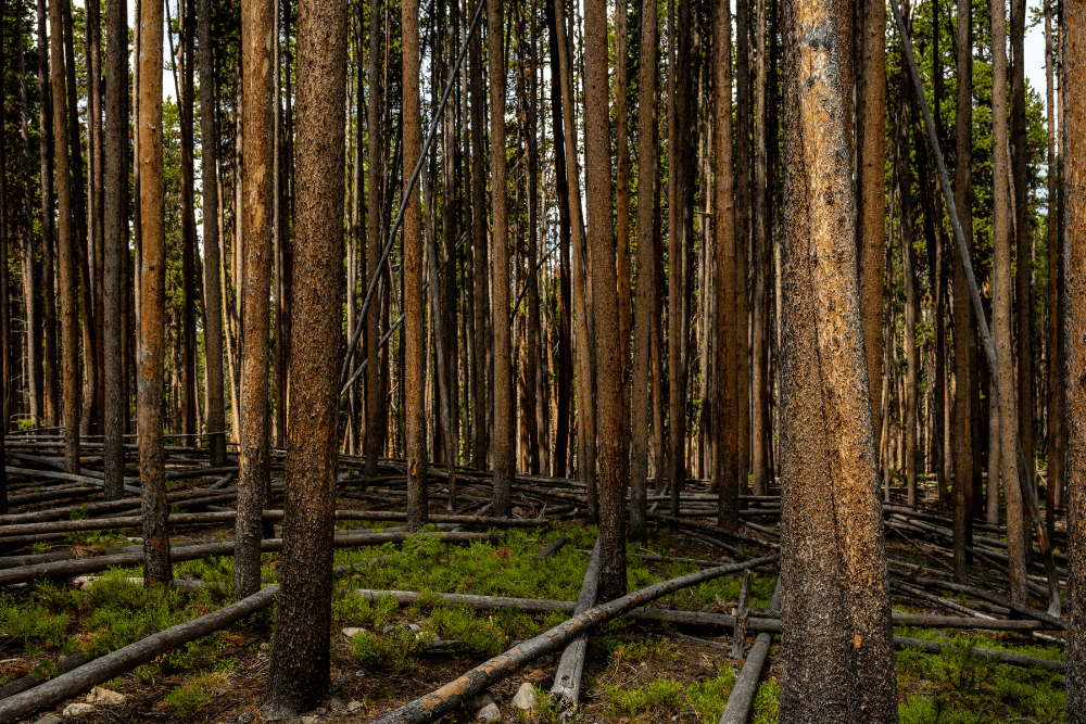 Forest of Lodgepole pines